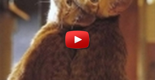 Gatinhos Amigos 2